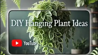 Money Plant Hanging Idea | Plant Decor