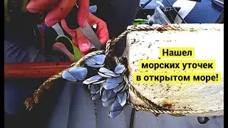 Lucky! Found Barnacle in the Open Sea!