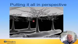 Understanding the lymphatic system- Dr Neil Piller