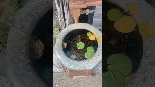 Water Plants #shortsvideo #plants #plantslover #shortsviral