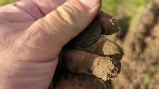 Продолжаю копать возле дерева. Есть находки!