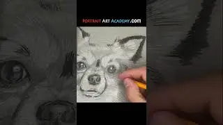 Drawing dog portraits 