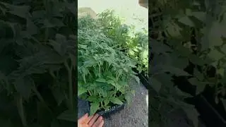 РАССАДА ПОСЛЕ ПАВОДКА Так ПОЗДНО в этом году