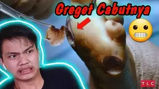 SUPER GREGET!!! CABUT KUTIL GEDE BANGET😬