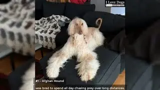 The 10 Least Obedient Dog Breeds 🐶💖💘