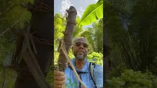How to plant sugar cane