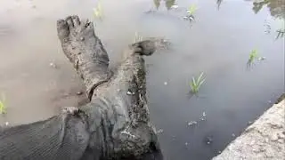 Love for nature peri rice being planted #Japan #nature