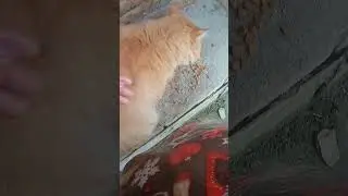 январский денёк, классный рыжий кисюлич