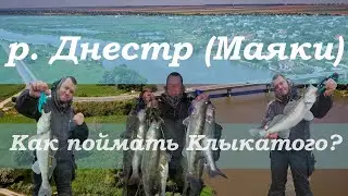 Рыбалка на Днестре (с. Маяки) 2022, ловили Судака и попали на жор!