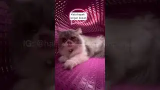 PRANK CAT LOST PARTNER CRYING 