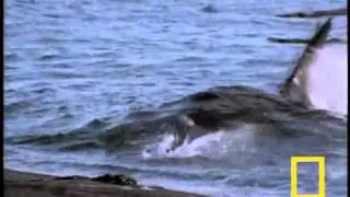8/ Killer Whale vs. Sea Lions