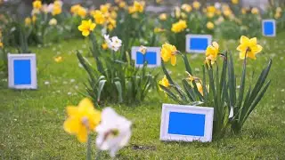 Frame in Nature Green Screen