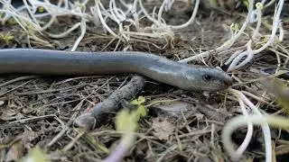 L'orvet le faux serpent