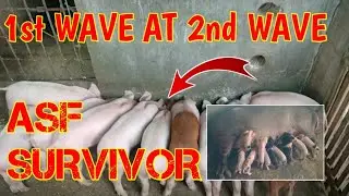 RE-UPLOAD: DAHILAN BAKIT NAKALIGTAS TAYO SA ASF(2ND WAVE)+ UPDATE SA MGA ALAGA|@mangungumatv8418
