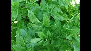 САМАЯ ЯДОВИТАЯ ТРАВА ДЛЯ КУР !!!  19.07.2024 год.