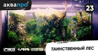 23. Таинственный лес 