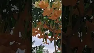 BRUGMANSIA 