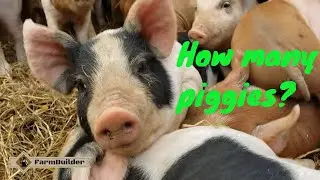 PIGLET OVERLOAD!  THANKS FOR 25K SUBS!