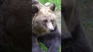 Медведь приходил на могилу своего друга 😱 