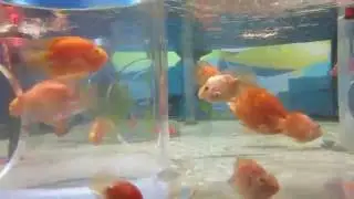 цихлида красный попугай