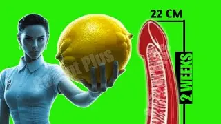 drink recipes