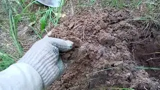 Совет по посадке в супесь.