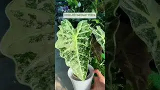 Алоказия Амазоника Полли Вариегатная #цветы