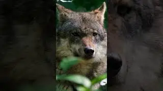 Wolves: Forest Orderlies 😍 