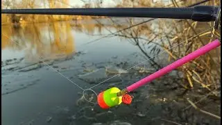 КАРАСІ на пьяний горох В БОЛОТІ