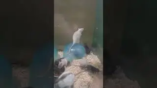 Крысы из бравла
