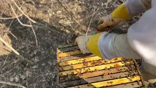 2022 First Bee Hive Inspections