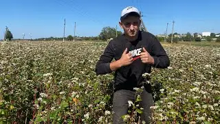 СОЯ 🌱І ГРЕЧКА ПІСЛЯ КІННОЇ СІВАЛКИ🚜/ЗМОЛОТИЛИ ЯЧМІНЬ🌾