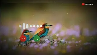New Hindi Ringtone 2020 || Punjabi Ringtone Mp3 || Phulkari || Famous Trending Ringtones
