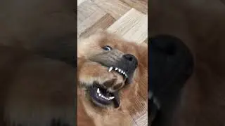 Cachorro começou a sorrir