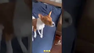 Миша в шоке😏😂😂
