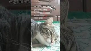 и побежал к миске) #кот