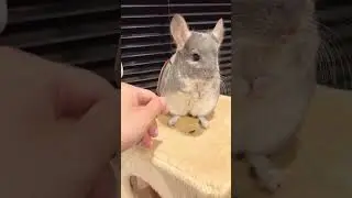 pet cute