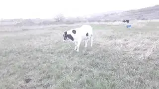 мои телята на лугу