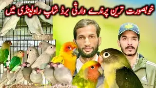 Albino red eyes sirf or sirf 4000 Ma warsi birds shop Rawalpindi Islamabad