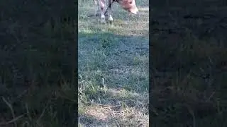 Бычки