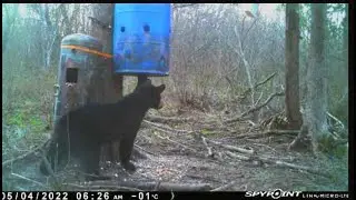 2022 Spring Black Bear Hunt - Tag #2 - Sit 2