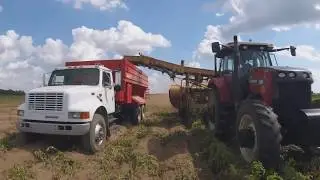 Potato Harvest 2019