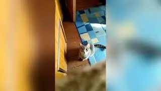 YOU DIED by cat | Dark Souls meme