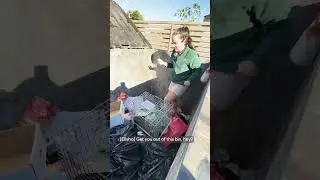 Rescue Diaries | Short eared possum