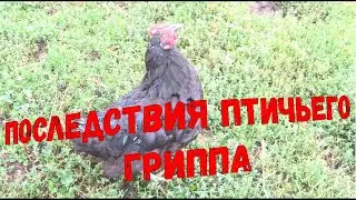 Последствия птичьего гриппа у кур