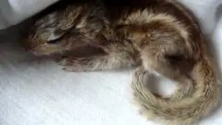 Baby Squirrel curling up
