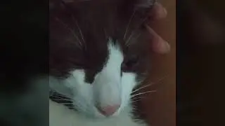 เมื่อแมวน้อยไม่มานอนด้วย🐱