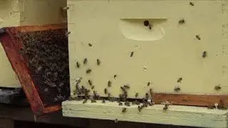 Проверка расплода пчел весной
