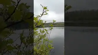 лесное глухое озеро 