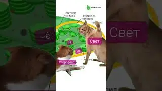 Переходи в тг-канал biotonya и забирай бесплатные материалы для подготовки к ОГЭ по биологии #огэ